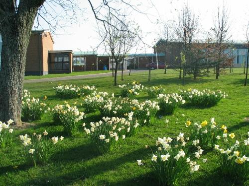Daffodils in the school field.jpg